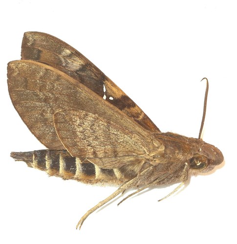 Lepidoptera sphingidae - lepidoptera,,