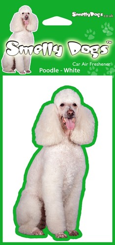 Poodle white dog lovers - poodle,