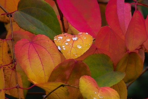 Cercidiphyllum japonicum - cercidiphyllum, /