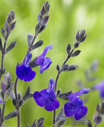 Salvia blue note - 3x,