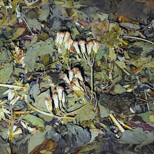 100 organic mexican dream - 100%,