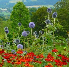 Echinops ritro 5ltr - echinops, size
