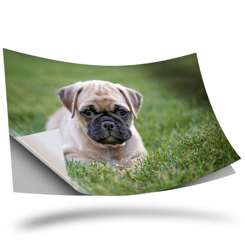 Vinyl sticker - 1,