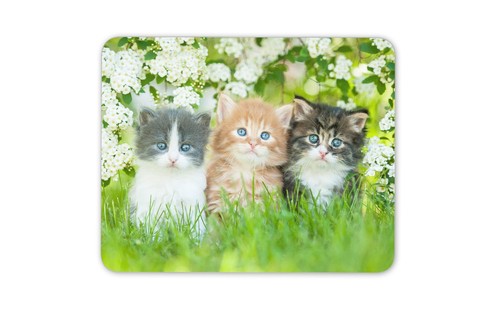 Gorgeous kittens mouse mat - kittens,