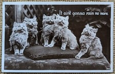 Group of Kittens Cats "It Ain't Gonna Rain No More" Real Photo Postcard