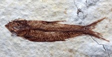 KNIGHTIA FOSSIL FISH Plate Sea