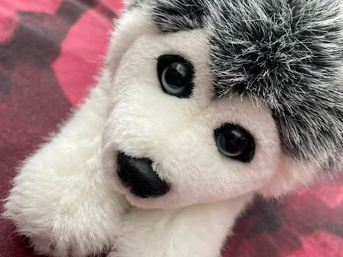 Husky teddy - husky,