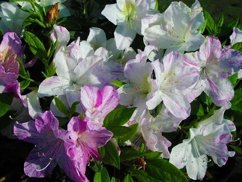 Audrey marie azalea - marie, ~~azalea