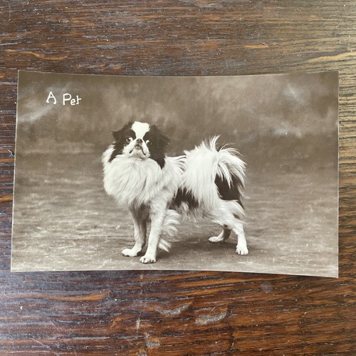 Japanese chin dog real photo - japanese,