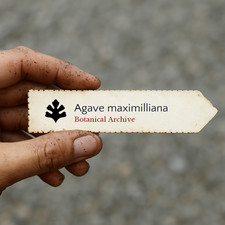 Agave maximilliana SEEDS -