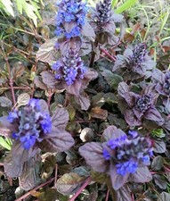 3 Ajuga Reptans Atropurpurea