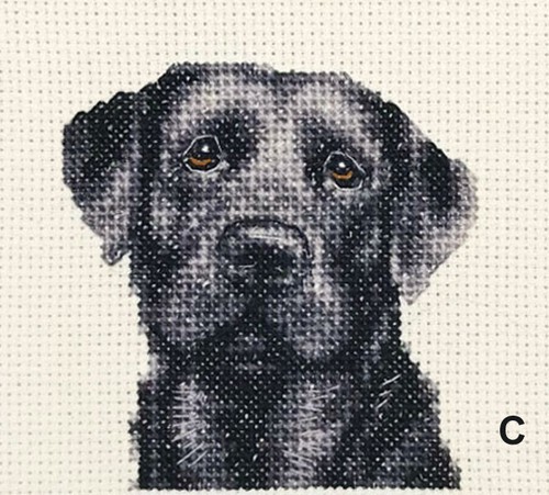 Black labrador retriever - black,