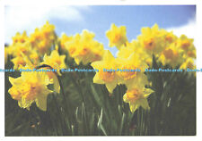 D146073 Daffodils. Marie Curie. Cancer Care. Great Daffodil