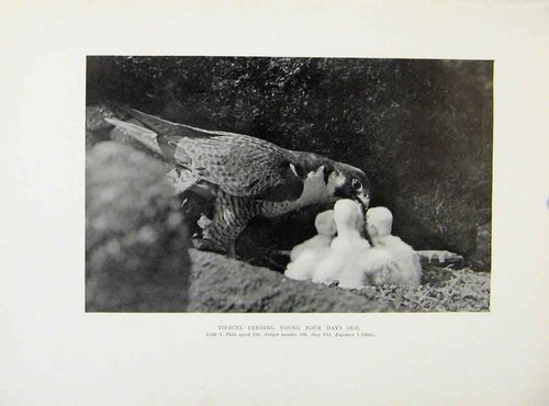 Original old antique - old, print