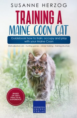 Training maine coon - maine, cat