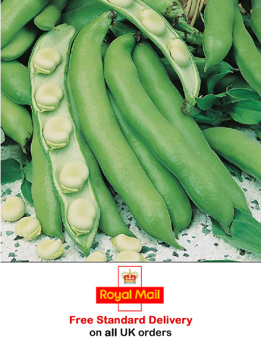 Broad bean witkiem - broad, 'witkiem