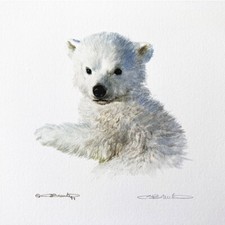 CARL BRENDERS | Polar Bear Cub