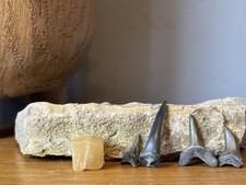 Ten Mixed Eocene Fossil Sand Tiger Shark Teeth Beltinge U.K.