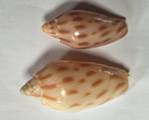 Volute amoria canaliculata - volute,