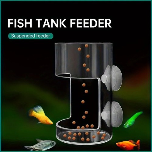 Aquarium feeding ring fish - feeding,