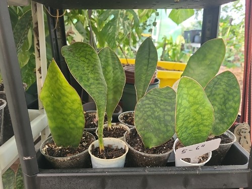 Baby sansevieria masoniana - baby,