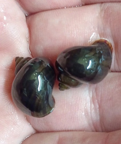 Black mystery snails large - 4,