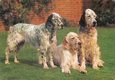 Dog english setters postcard - english,