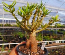  Rare Plant SucculentLive Pachypodium bispinosum WYSIWYG seedgrown Boutique