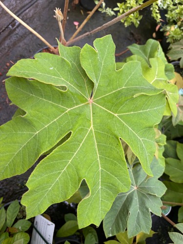 Tetrapanax papyrifer rex rice