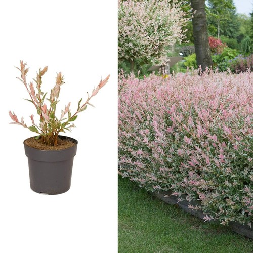 Salix hakuro nishiki flamingo - nishiki,