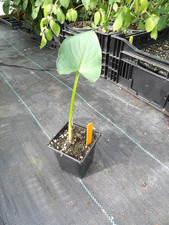 Zantedeschia White Giant