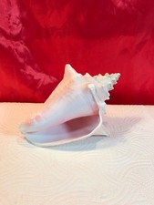 Large natural conch shell - natural,