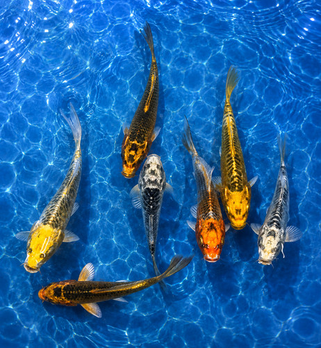 Matsuba koi live fish - matsuba, 6-7"