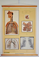 RARE VINTAGE ADAM ROUILLY ANATOMICAL MEDICAL CHART CG 8 RESPITORY SYSTEM 1954