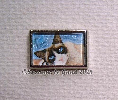 Snowshoe siamese cat - siamese,