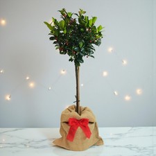 Holly Blue Maid Gift Wrapped