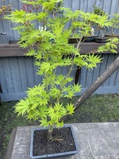 Green, Red Acer Palmatum