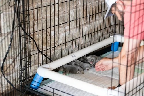 Safest heated whelping box - heated,