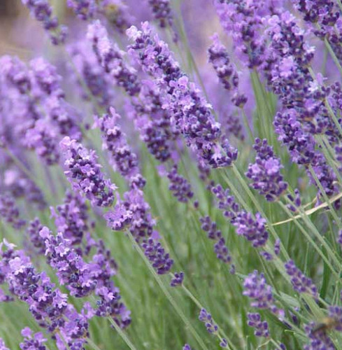Organic 100 english lavender - english,