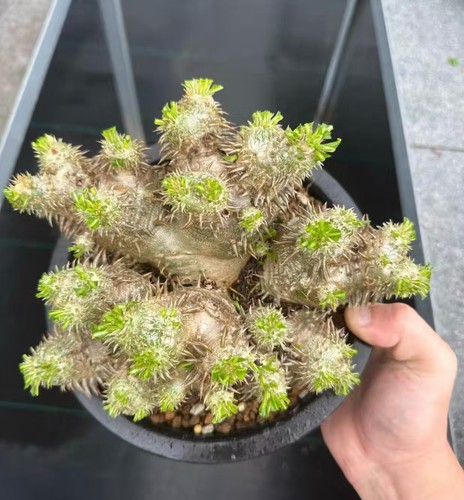 Pachypodium brevicaule - , x