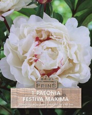Peony Paeonia 'Festiva Maxima'