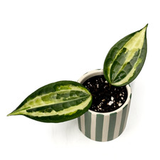 Hoya Latifolia 'Pot of Gold'