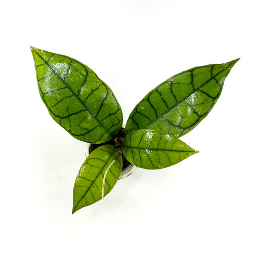 Hoya callistophylla rare - 'callistophylla',