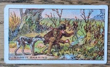 1917 Village Maid Sports of the World Cigarette Card #19 Rabbit Snaring
