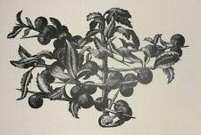 LEIGHTON SLOE SLOES BLACKTHORN Print 1935 Woodcut Woodblock Etching CLARE