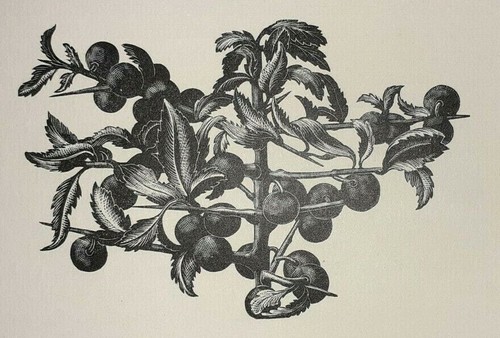 Leighton sloe sloes blackthorn - sloes,