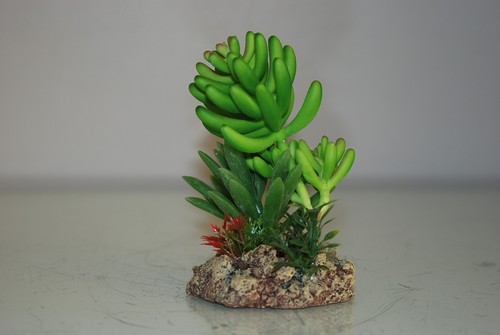 Vivarium desert plant - desert,
