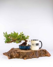 Juniper Bonsai Tree –