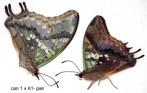 Butterfly charaxinae 1 - 1, x