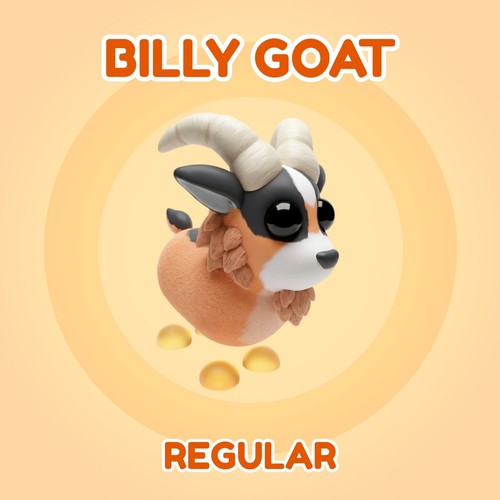 Adopt exotic border billy - border,